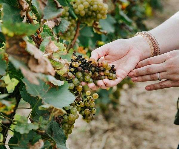 'Historic': Bad weather slashes wine harvest in France's Jura