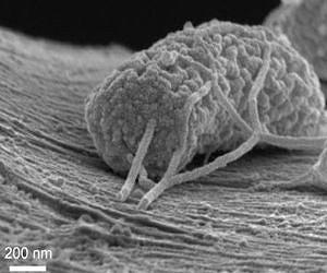 Stanford scientists use 'wired microbes' to generate electricity from sewage