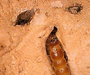Crop pests moving polewards through global warming