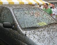Wisconsin mayfly swarm causes car accident