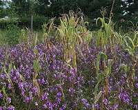 Sphinx molecule to rescue African farmers from witchweed
