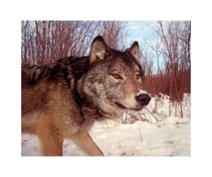 Environmentalists pledge to stop Swedish wolf hunt