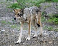 Wolf puppies unexpectedly play fetch with researchers