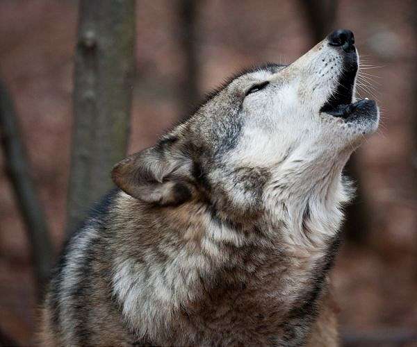 US Republicans vote to remove wolf protections