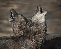 Norwegian court blocks wolf culling