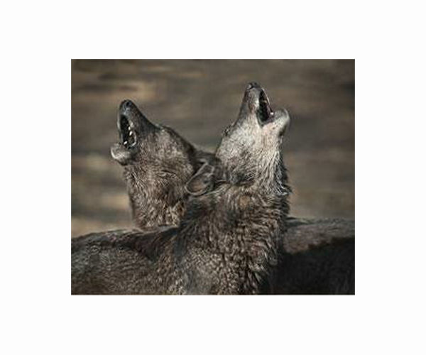 US court reinstates gray wolf endangered species protections