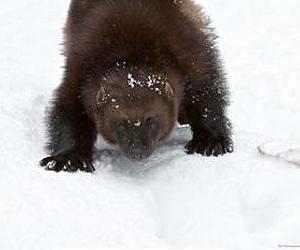 Wolverine Population Threatened By Climate Change