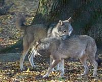 Traumatised bears, wolves find solace at Greek sanctuary