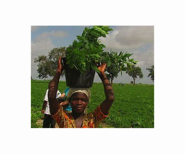 Youth and Women Spearhead Agricultural Renaissance in Senegal