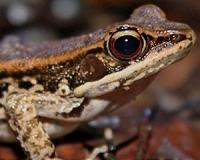 Ranavirus potential new culprit in amphibian extinctions