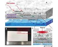 New wood membrane provides sustainable alternative for water filtration
