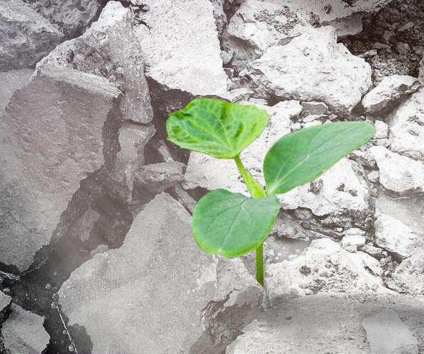 Building cities with wood would store half of cement industry's current carbon emissions