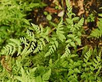After 60 million years apart, two fern genera form hybrid in the mountains of France