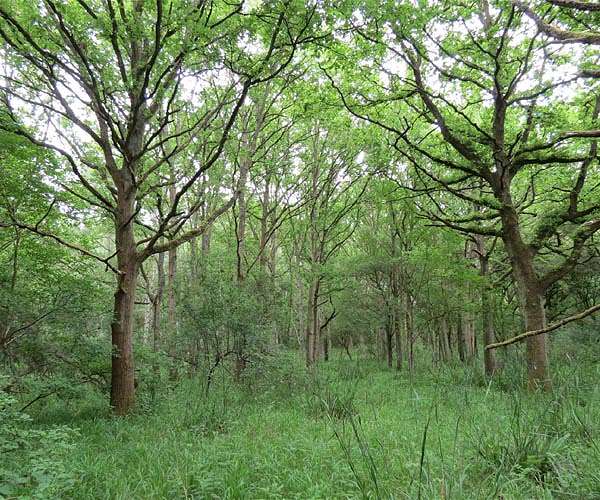 Passive rewilding can rapidly expand UK woodland at no cost