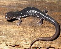 Predation on invertebrates by woodland salamanders increases carbon capture