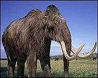 Woolly mammoth study changes theory