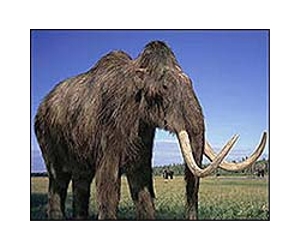 Dwindling Green Pastures, Not Hunting, May Have Killed Off The Mammoth