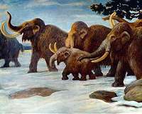 Woolly mammoths experienced a genomic meltdown just before extinction