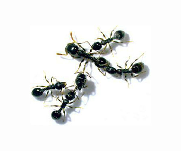 Researchers watch ants use tools to avoid drowning