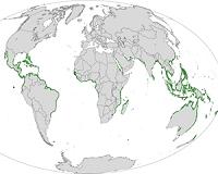 Healthy mangroves can protect against climate change