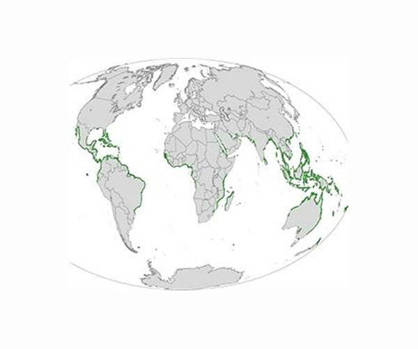Drowning mangroves in Maldives signal global coastal risk