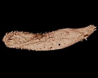 Scientists discover 530 million-year-old microscopic worms