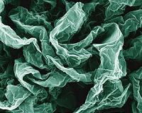 Exploring the structure and properties of new graphene-like polymers