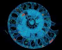 X-raying the past: New insights into the life of extinct marine creatures