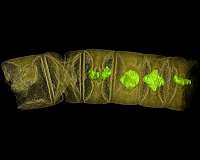 World's oldest plant-like fossils discovered