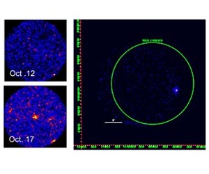 Space Telescopes Reveal Previously Unknown X-Ray Nova