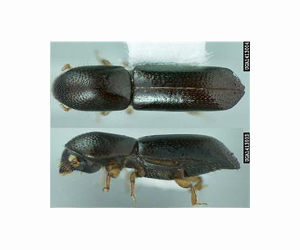 Mothers, daughters in ambrosia beetle colonies share reproduction work