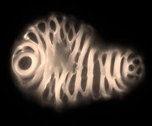 Drilling Down To The Nanometer Depths Of Leaves For Biofuels