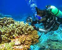 Climate and friends influence young corals choice of real estate