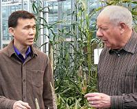 Corn dwarfed by temperature dip suitable for growing in caves, mines