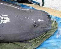 Smiling at danger, China's finless porpoise fights to survive