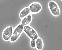 Friends become foes when environments become 'benign'