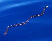 Tropical sea snake breathes through top of head when diving