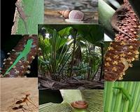 Invasion of yellow crazy ant in Seychelles palm forests