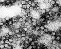 Angola declares end to deadly yellow fever epidemic
