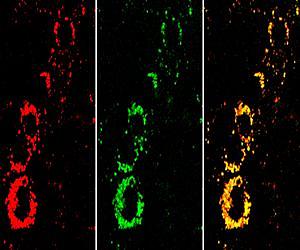 Fewer animal experiments thanks to nanosensors