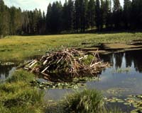 Beavers Can Help Ease Drought