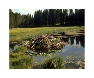 ExxonMobil expands Yellowstone pipeline cleanup
