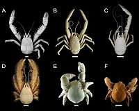 Deep-sea wildlife more vulnerable to extinction than first thought