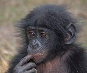 Young apes manage emotions like humans