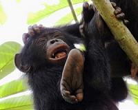 Tool use is 'innate' in chimpanzees but not bonobos, their closest evolutionary relative