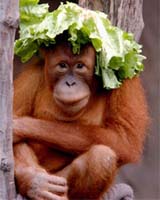 Illegal Logging Threatens Endangered Orangutans
