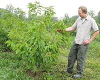 Reviving American Chestnuts May Mitigate Climate Change
