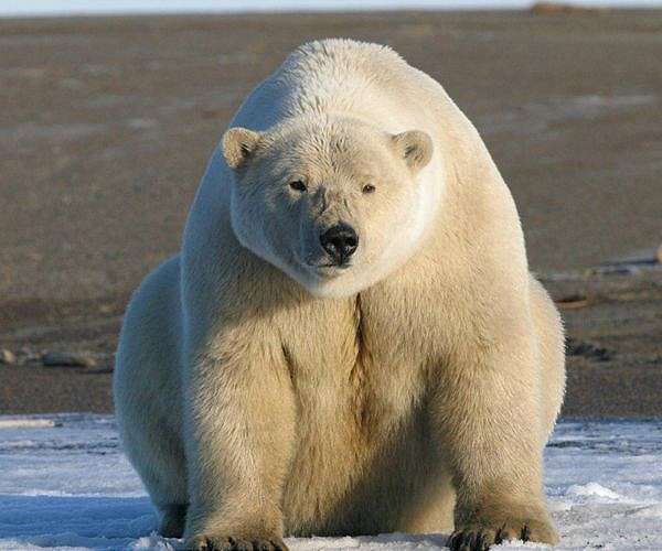 The eye-opening science of close encounters with polar bears