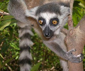 Madagascar lemurs top endangered primates list