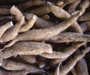Researchers Demonstrate Control of Devastating Cassava Virus in Africa